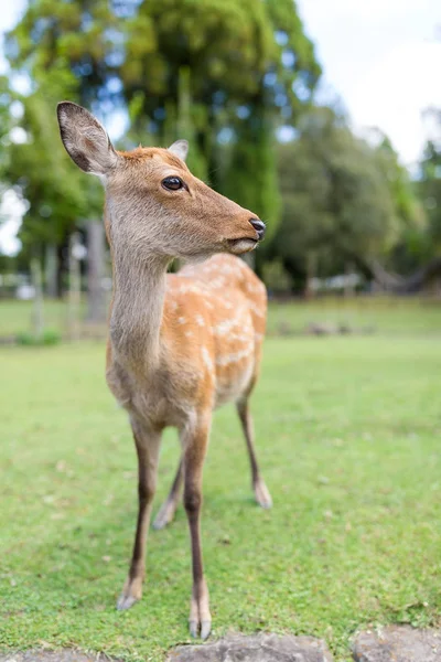 กวางน่ารักในป่า — ภาพถ่ายสต็อก