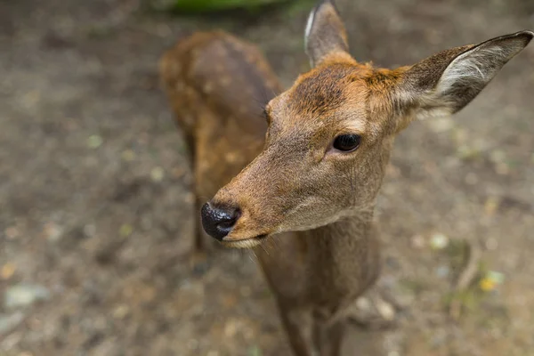 Carino piccolo cervo da vicino — Foto Stock