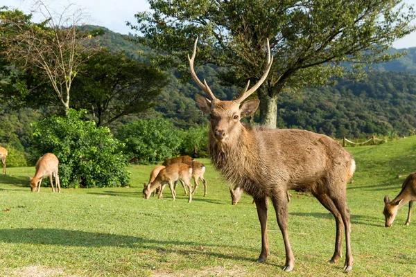 Male deers at the mountain — Stock Photo, Image
