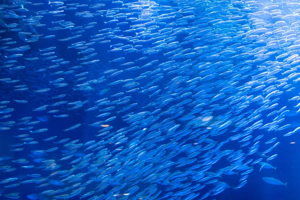 Aquarium mit Fischen und blauem Wasser — Stockfoto