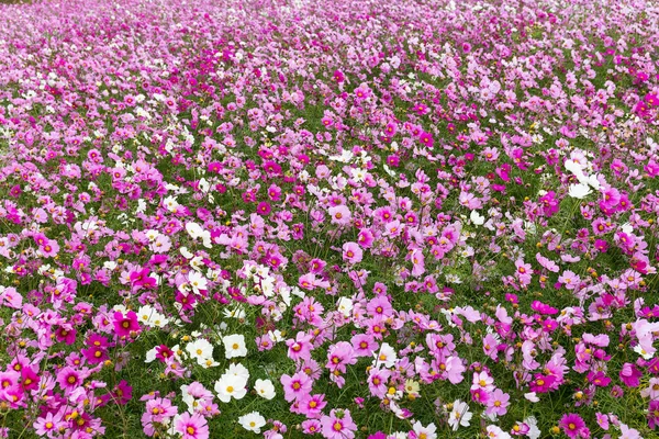 Cosmos campo de flores — Foto de Stock