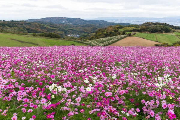 Fiori del cosmo nella stagione autunnale — Foto Stock