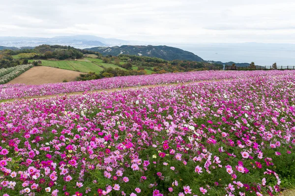 Cosmo prato di fiori — Foto Stock