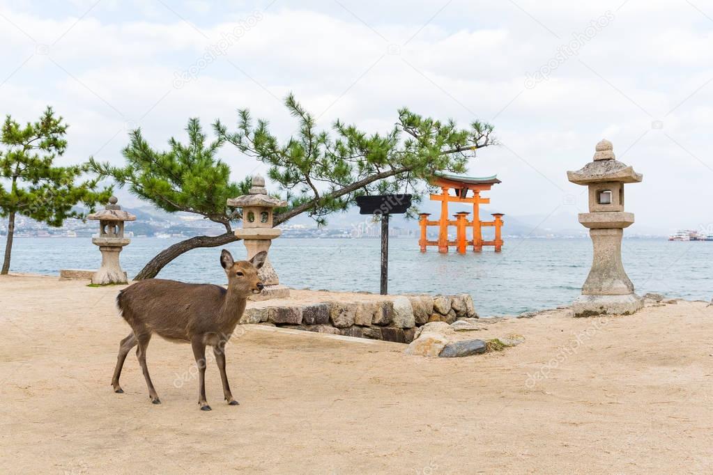 Deer and Torii of Miyajima 