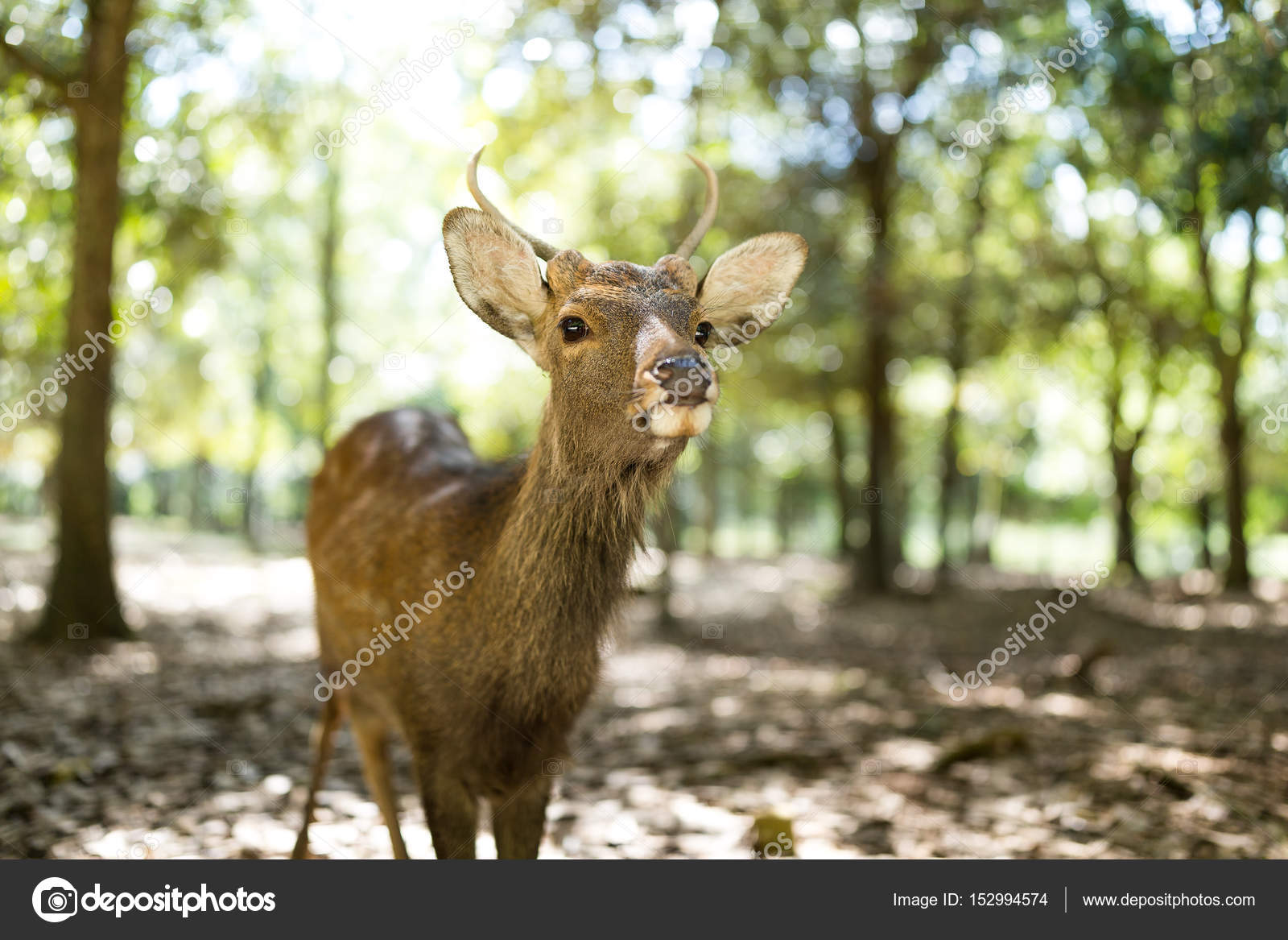 驚くばかり可愛い 鹿 最高の花の画像