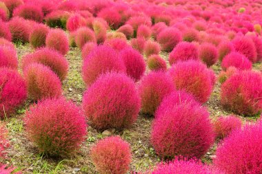 BAssia scoparia alan