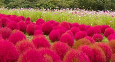 BAssia scoparia çiftlik