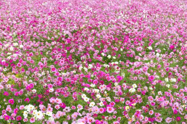 Cosmos Çiçek Bahçesi