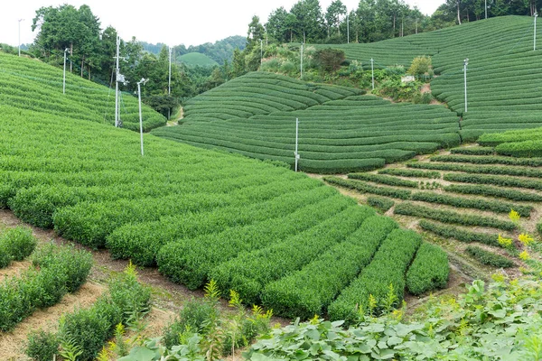 Grönt te gård — Stockfoto