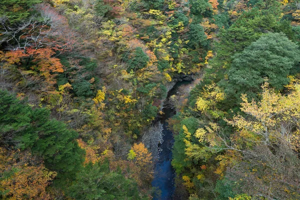 Forest landscape in autumn season
