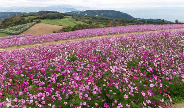 Rosa Cosmos fiori nella stagione autunnale — Foto Stock