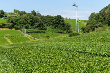 Taze yeşil çay çiftlik
