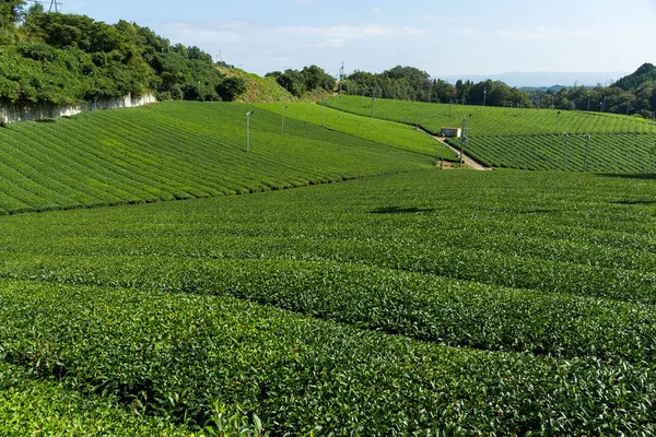 ฟาร์มชาเขียว — ภาพถ่ายสต็อก