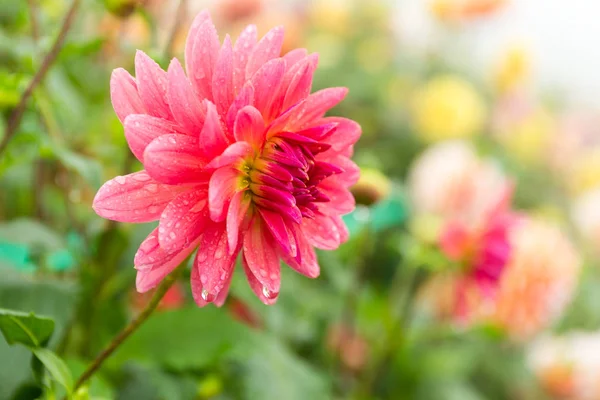 Rosa chrysanthemum blommor i trädgården — Stockfoto
