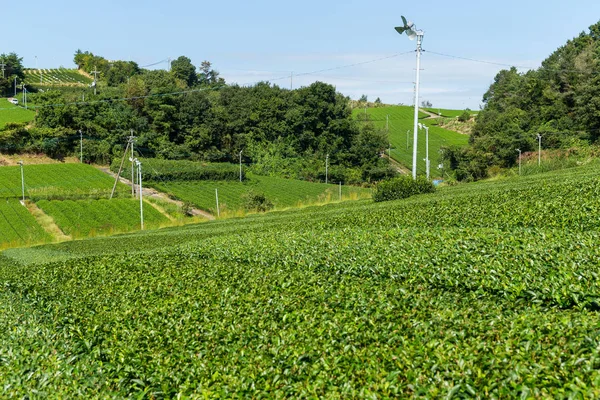 Granja de té verde fresco — Foto de Stock