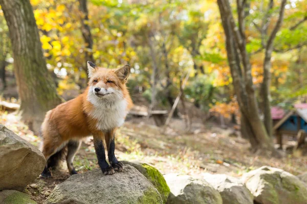 可爱的红狐狸在森林里 — 图库照片