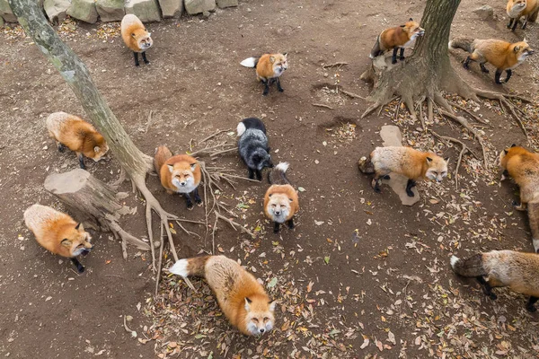 Raposas vermelhas bonitos no Japão — Fotografia de Stock