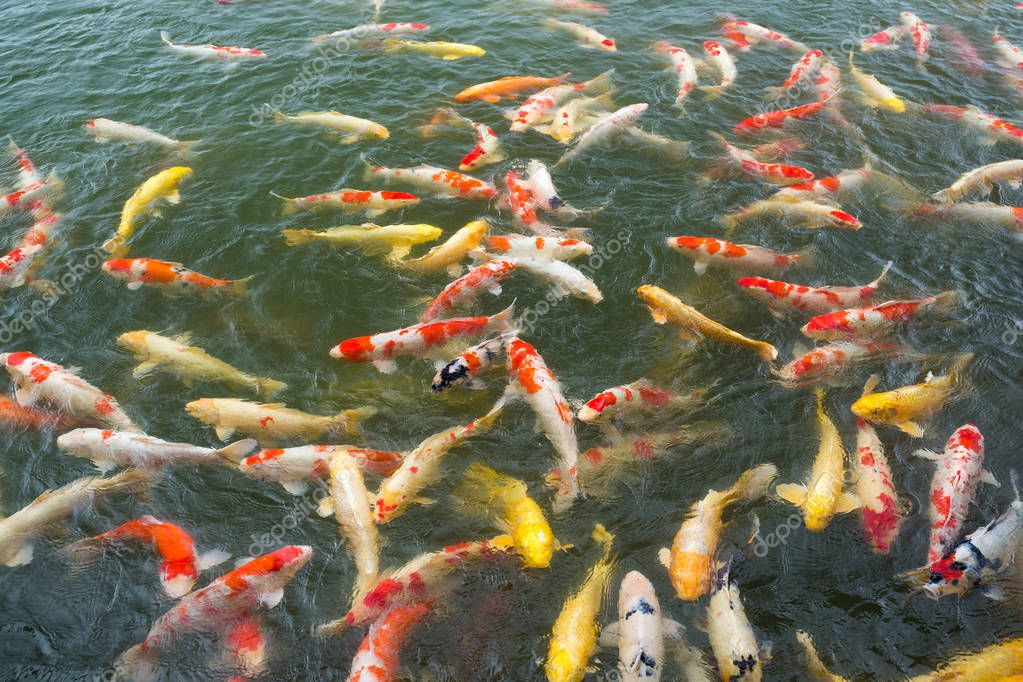 Koi fish swimming in the pond — Stock Photo © leungchopan ...