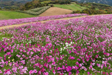 Cosmos çiçek alanı