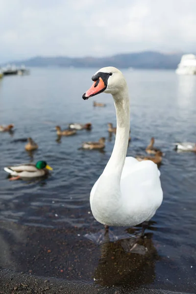 Cygne et canards sur le lac — Photo