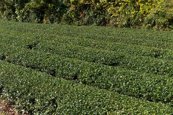 Fazenda de chá fresco — Fotografia de Stock