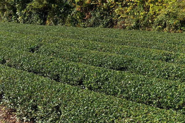 Frischtee-Farm — Stockfoto