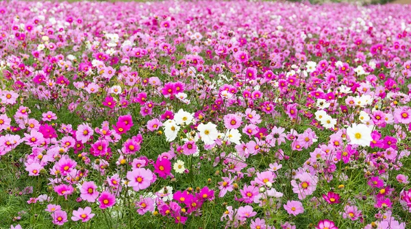 Hermoso jardín de flores Cosmos —  Fotos de Stock