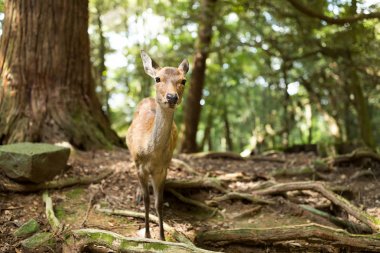 Vahşilik geyik ormana