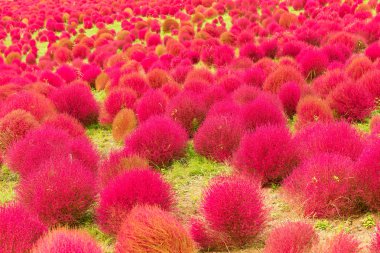 Kochia Çiçek Bahçesi