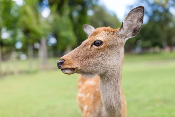 Close up van schattige edelhert — Stockfoto