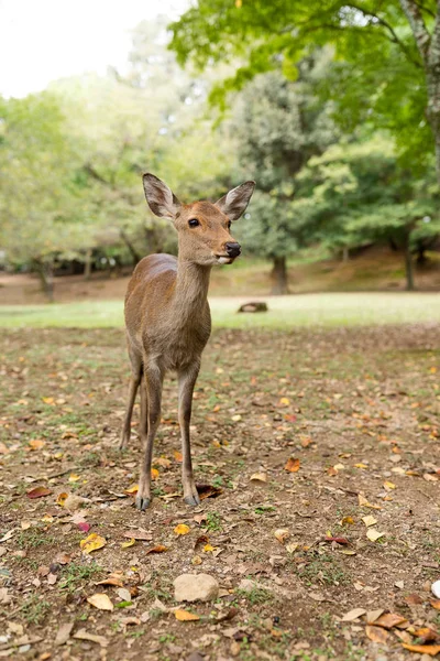 食べ物を探して鹿 — ストック写真