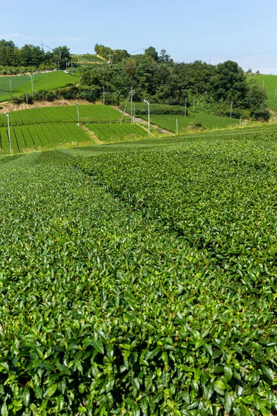 Fresh Tea field — Stock Photo, Image