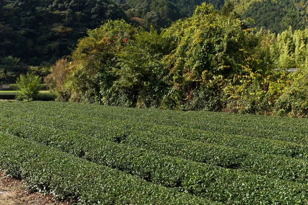 Quinta de chá verde — Fotografia de Stock