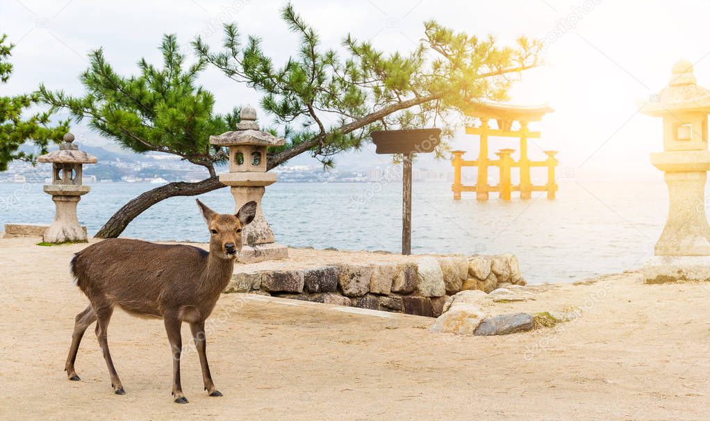 Itsukushima Shrine and deer with sunshine