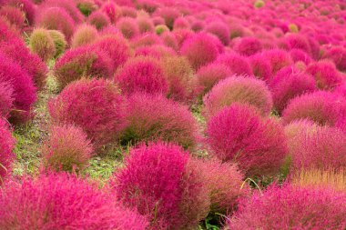 BAssia scoparia alan