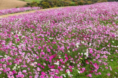 Cosmos çiçek alanı