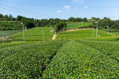 Yeşil çay tarlası