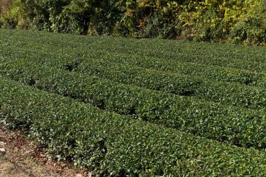 yeşil çay çiftlik