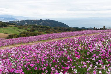 Cosmos çiftlik Güz
