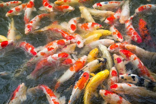 Peces koi en el estanque — Foto de Stock