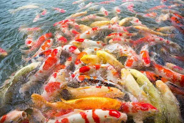 Koi-Fische im Teich — Stockfoto