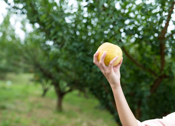 Mano che tiene una pera in una fattoria — Foto Stock