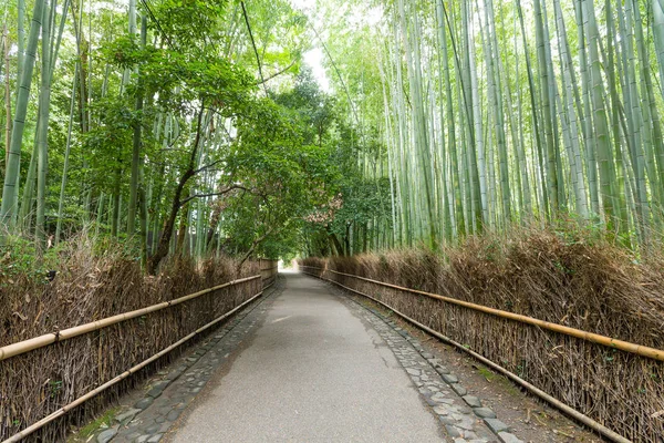 Bambusskogen i Japan – stockfoto