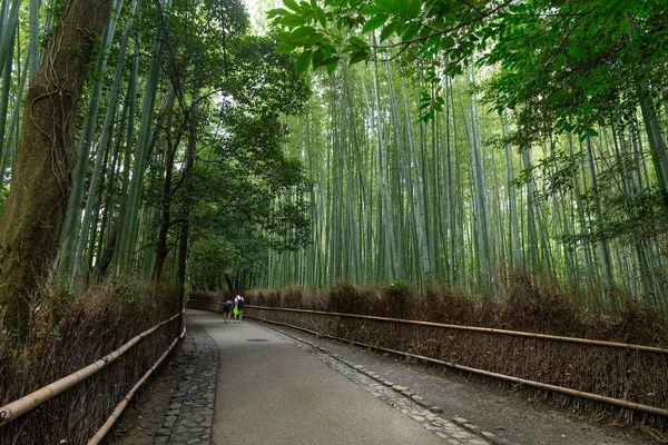 Bambusskogen i Kyoto – stockfoto