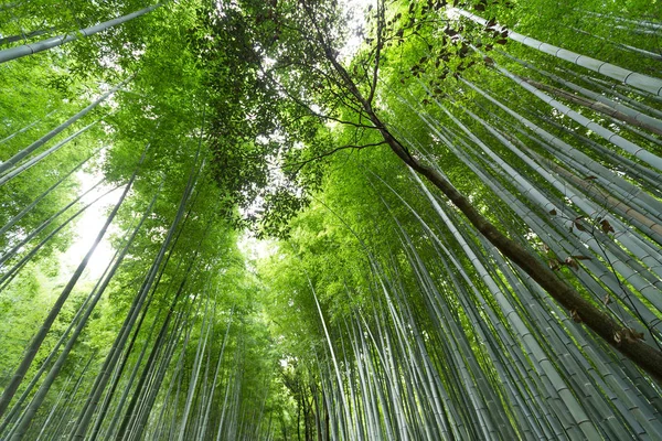 Sabah güneş ışığı ile bambu ormanı — Stok fotoğraf