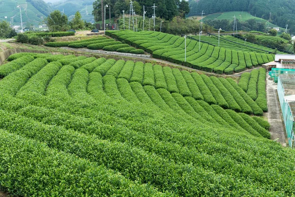 Fresh green tea field — Stock Photo, Image