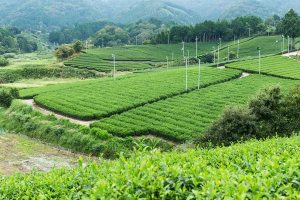 Green tea meadow — Stock Photo, Image