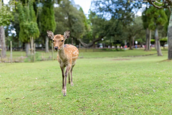 Cervos bonitos no parque — Fotografia de Stock