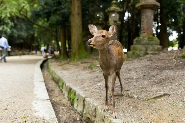 Cute Deer in Japanese temple
