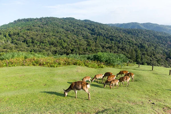 Ciervos comiendo hierba juntos — Foto de Stock